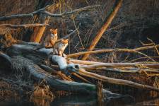 Julien SESIA - Julien-Sésia-Photographie©