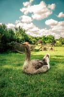 Eric CAMUS DULAC - ERIC CAMUS DULAC