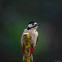 Julien SESIA - Julien-Sésia-Photographie©