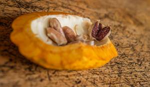 Adrien BORGNA - ADRIEN BORGNA